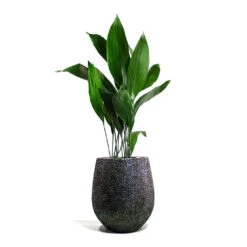Opus Hit Darcy Planter - Silver -Plant potted plants Aspidistra Cast Iron Plant Opus Hit Darcy Planter Silver