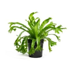 Asplenium Crissie Amy - Bird's Nest Fern -Plant potted plants Asplenium Crissie Amy Bird s Nest Fern 17cm