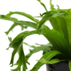 Asplenium Crissie Amy - Bird's Nest Fern -Plant potted plants Asplenium Crissie Amy Bird s Nest Fern 17cm Close Up