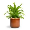 Asplenium Crissie Amy - Bird's Nest Fern