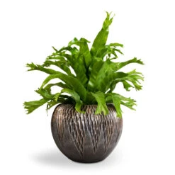 Luxe Lite Comet Globe Planter - Bronze -Plant potted plants Asplenium Crissie Amy Bird s Nest Fern 17x50cm Luxe Lite Comet Globe Planter Bronze 28x20cm 1 c3c2ba0c 6673 47ef bd5b c6dd0f84506b