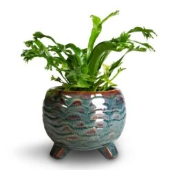 Dewi Plant Pot - Marrakesh -Plant potted plants Asplenium CrissieAmy Birds NestFern 21x16cm 3f534381 acfd 4cee bd1b 78142899bd4c