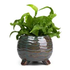 Asplenium Hurricane - Twisted Bird's Nest Fern 25 Asplenium Hurricane - Twisted Bird's Nest Fern -Plant potted plants Asplenium Hurricane Twisted Bird s Nest Fern 12x20cm Dewi Plant Pot Marrakesh 18x14cm