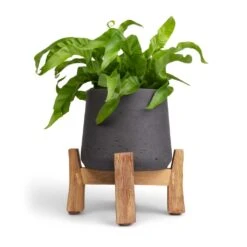 Asplenium Hurricane - Twisted Bird's Nest Fern 24 Asplenium Hurricane - Twisted Bird's Nest Fern -Plant potted plants Asplenium Hurricane Twisted Bird s Nest Fern 12x20cm Patt Plant Pot Low Stand Black Washed 20x21cm 2