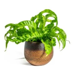 Asplenium Hurricane - Twisted Bird's Nest Fern 28 Asplenium Hurricane - Twisted Bird's Nest Fern -Plant potted plants Asplenium Hurricane Twisted Bird s Nest Fern Mya Plant Pot Shiny Mocha 15cm de282a8c 1f70 4ea7 86c6 40b1773699a9