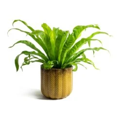 Asplenium Hurricane - Twisted Bird's Nest Fern 26 Asplenium Hurricane - Twisted Bird's Nest Fern -Plant potted plants Asplenium Hurricane Twisted Birds Nest Fern Cecil Plant Pot Ochre