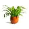 Asplenium Hurricane - Twisted Bird's Nest Fern -Plant potted plants Asplenium Hurricane Twisted Birds Nest Fern Charlotte Orange Plant Pot