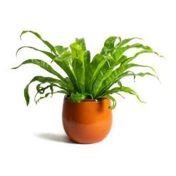 Charlotte Plant Pot - Orange -Plant potted plants Asplenium Hurricane Twisted Birds Nest Fern Charlotte Orange Plant Pot f03a254c 400c 432b a603 c15584115784
