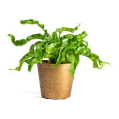 Asplenium Hurricane - Twisted Bird's Nest Fern 27 Asplenium Hurricane - Twisted Bird's Nest Fern -Plant potted plants Asplenium Hurricane Twisted Birds Nest Fern Mini Bucket Plant Pot Metallic Copper