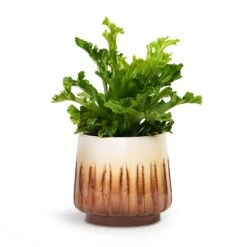 Asplenium Leslie - Crested Birds Nest Fern -Plant potted plants Asplenium Leslie Crested Birds Nest Fern 12x20cm Alice Plant Pot Caramel 15x14cm