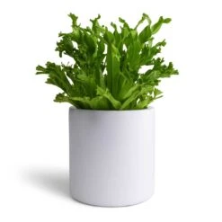 Puk Essentials Planter - Matt White -Plant potted plants Asplenium Leslie Crested Birds Nest Fern 12x20cm Puk Planter Matt White 15x15cm aa34af7b 0c01 4501 8871 432fb4441f4a