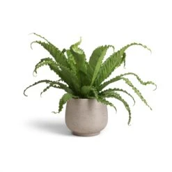 Mini Pixie Plant Pot - Grey Washed -Plant potted plants Asplenium Osaka Japanese Bird s Nest Fern 17x50 Mini Pixie Plant Pot Grey Washed 24x20cm 12393f8b 0b21 41a7 af0a 907baeb6f744