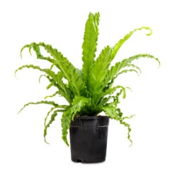 Asplenium Osaka - Japanese Bird's Nest Fern -Plant potted plants Asplenium Osaka Japanese Bird s Nest Fern 17x50cm 2