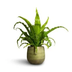 Lydia Plant Pot - Shiny Green -Plant potted plants Asplenium Osaka Japanese Bird s Nest Fern 17x50cm Lydia Plant Pot Shiny Green 22x20cm