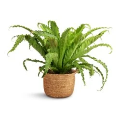 Asplenium Osaka - Japanese Bird's Nest Fern -Plant potted plants Asplenium Osaka Japanese Bird s Nest Fern 17x50cm Nelis Plant Basket Natural 23x20cm 31f8e6af 287b 4e52 98d8 3ccd2af6443e