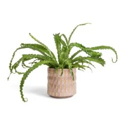 Asplenium Osaka - Japanese Bird's Nest Fern -Plant potted plants Asplenium Osaka Japanese Bird s Nest Fern 17x50cm Stian Plant Pot Soft Nougat 21x20cm bd6ca154 60df 4c02 aeb9 135637ba47bc