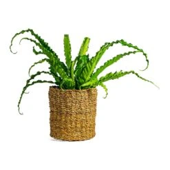 Asplenium Osaka - Japanese Bird's Nest Fern -Plant potted plants Asplenium Osaka Japanese Bird s Nest Fern Ido Plant Baskets Set of 5 Natural