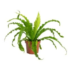 Asplenium Osaka - Japanese Bird's Nest Fern -Plant potted plants Asplenium Osaka Japanese Birds Nest Fern 12x25cm