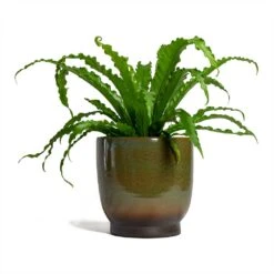 Asplenium Osaka - Japanese Bird's Nest Fern -Plant potted plants Asplenium Osaka Japanese Birds Nest Fern 17x50cm Linn Plant Pot Deep Green 25x25cm