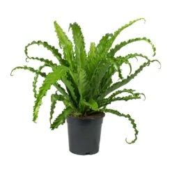 Asplenium Osaka - Japanese Bird's Nest Fern -Plant potted plants Asplenium Osaka Japanese Birds Nest Fern 2