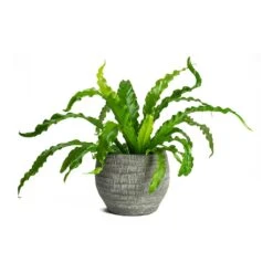 Asplenium Osaka - Japanese Bird's Nest Fern -Plant potted plants Asplenium Osaka Japanese Birds Nest Fern Koen Brown Plant Pot