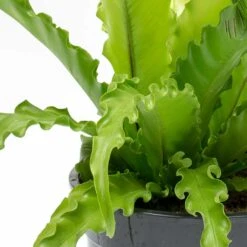 Asplenium Osaka - Japanese Bird's Nest Fern -Plant potted plants Asplenium Osaka Japanese Birds Nest Fern Leaves