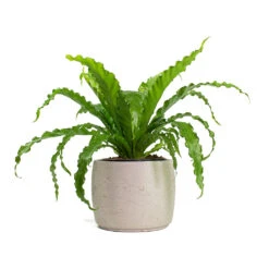Asplenium Osaka - Japanese Bird's Nest Fern -Plant potted plants Asplenium Osaka Japanese Birds Nest Fern Mini Valerie Plant Pot Grey Washed b40e4c02 bb98 4869 8c18 9885d5f5652f