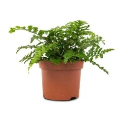 Asplenium Parvati - Mother Fern 18 Asplenium Parvati - Mother Fern -Plant potted plants Asplenium Parvati Mother Fern 12x25cm