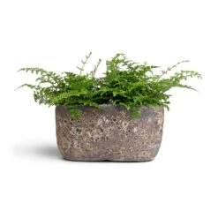 Asplenium Parvati - Mother Fern 26 Asplenium Parvati - Mother Fern -Plant potted plants Asplenium Parvati Mother Fern 12x25cmxTwo Plants Lava Oval Relic Plant Bowl Rust 31x18x15cm