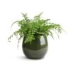 Asplenium Parvati - Mother Fern 1 Asplenium Parvati - Mother Fern -Plant potted plants Asplenium Parvati Mother Fern 17x40cm Mischa Plant Pot Forest Green 22x18cm