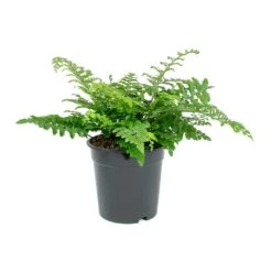 Asplenium Parvati - Mother Fern 20 Asplenium Parvati - Mother Fern -Plant potted plants Asplenium Parvati Mother Fern