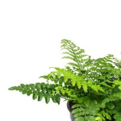 Asplenium Parvati - Mother Fern 21 Asplenium Parvati - Mother Fern -Plant potted plants Asplenium Parvati Mother Fern Fronds