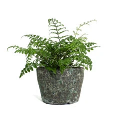 Asplenium Parvati - Mother Fern 23 Asplenium Parvati - Mother Fern -Plant potted plants Asplenium Parvati Mother Fern Lava Couple Straight Relic Planter Jade fd5acf25 83f4 43bf 87de 017d92b23803