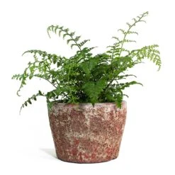 Asplenium Parvati - Mother Fern 27 Asplenium Parvati - Mother Fern -Plant potted plants Asplenium Parvati Mother Fern Lava Couple Straight Relic Planter Pink 8822c758 16f2 4670 b504 4e6ec69e1b79