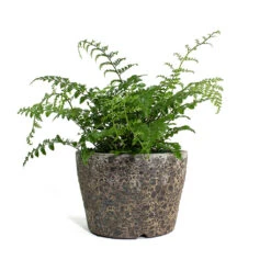 Lava Couple Straight Relic Planter - Rust -Plant potted plants Asplenium Parvati Mother Fern Lava Couple Straight Relic Planter Rust