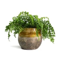 Asplenium Parvati - Mother Fern 25 Asplenium Parvati - Mother Fern -Plant potted plants Asplenium Parvati Mother Fern Lindy Plant Pot Ochre 54579a56 2c38 4b71 94e7 d9a986ec4a05