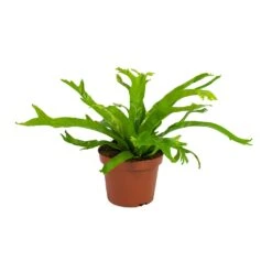 Asplenium Crissie Amy - Bird's Nest Fern -Plant potted plants Asplenium amy