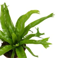 Asplenium Crissie Amy - Bird's Nest Fern -Plant potted plants Asplenium amy Leaves