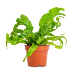 Asplenium Hurricane - Twisted Bird's Nest Fern 18 Asplenium Hurricane - Twisted Bird's Nest Fern -Plant potted plants Asplenium antiquum Hurricane Twisted Bird s Nest Fern 12x20cm