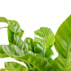 Asplenium Hurricane - Twisted Bird's Nest Fern 19 Asplenium Hurricane - Twisted Bird's Nest Fern -Plant potted plants Asplenium antiquum Hurricane Twisted Bird s Nest Fern SWATCH