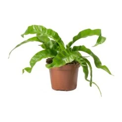Asplenium Hurricane - Twisted Bird's Nest Fern 20 Asplenium Hurricane - Twisted Bird's Nest Fern -Plant potted plants Asplenium antiquum Hurricane Twisted Birds Nest Fern