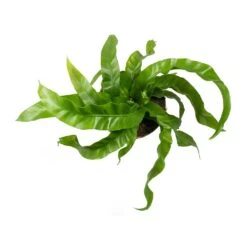 Asplenium Hurricane - Twisted Bird's Nest Fern 23 Asplenium Hurricane - Twisted Bird's Nest Fern -Plant potted plants Asplenium antiquum Hurricane Twisted Birds Nest Fern Leaves