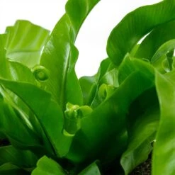 Asplenium Hurricane - Twisted Bird's Nest Fern 22 Asplenium Hurricane - Twisted Bird's Nest Fern -Plant potted plants Asplenium antiquum Hurricane Twisted Birds Nest Fern New Fronds