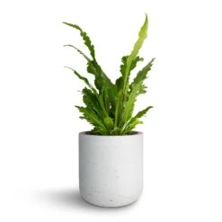 Asplenium Nidus Campio - Champion's Bird's Nest Fern -Plant potted plants Asplenium nidus Campio Champion s Bird s Nest Fern 12x30cm Charlie Plant Pot White Washed 15x15cm