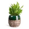 Asplenium Nidus Campio - Champion's Bird's Nest Fern 2 Asplenium Nidus Campio - Champion's Bird's Nest Fern -Plant potted plants Asplenium nidus Campio Champion s Bird s Nest Fern 12x30cm Lindy Plant Pot Black Green 19x16cm