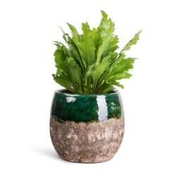 Lindy Plant Pot - Black Green -Plant potted plants Asplenium nidus Campio Champion s Bird s Nest Fern 12x30cm Lindy Plant Pot Black Green 19x16cm 7b57800e 1c0f 4e45 8351 f3fb8257b8d7