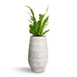 Ryan Plant Vase - White Black 11 Ryan Plant Vase - White Black -Plant potted plants Asplenium nidus Campio Champion s Bird s Nest Fern 12x30cm Ryan Plant Vase White Black 18x30cm c0b96e39 3084 4da9 a4f0 e2439d711e47