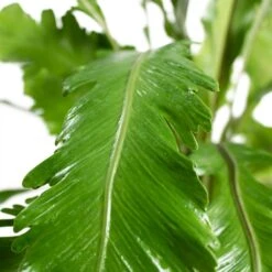 Asplenium Nidus Campio - Champion's Bird's Nest Fern -Plant potted plants Asplenium nidus Campio Champion s Bird s Nest Fern 17cm Close Up