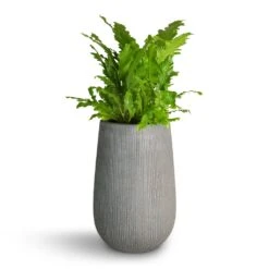 Patt High Plant Vase - Ridged Dark Grey -Plant potted plants Asplenium nidus Campio Champion s Bird s Nest Fern 17x40cm Patt High Plant Vase Ridged Dark Grey 29x43cm 7f4238f1 3f2a 481a 87e6 a8f4f846e66c