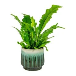 Asplenium Nidus Campio - Champion's Bird's Nest Fern -Plant potted plants Asplenium nidus Campio Champion s Bird s Nest Fern alice Plant Pot Ocean